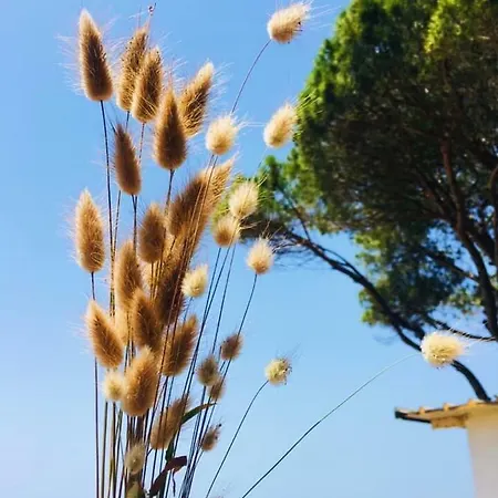 Pishat E Buta 28 גולם